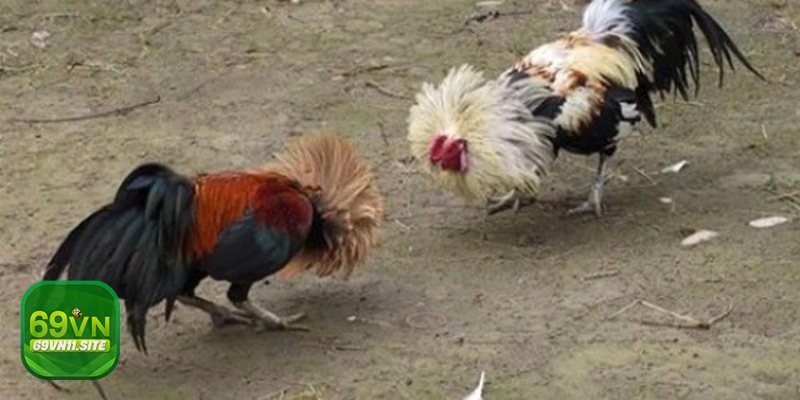 Đá gà tre - Nền tảng tối ưu