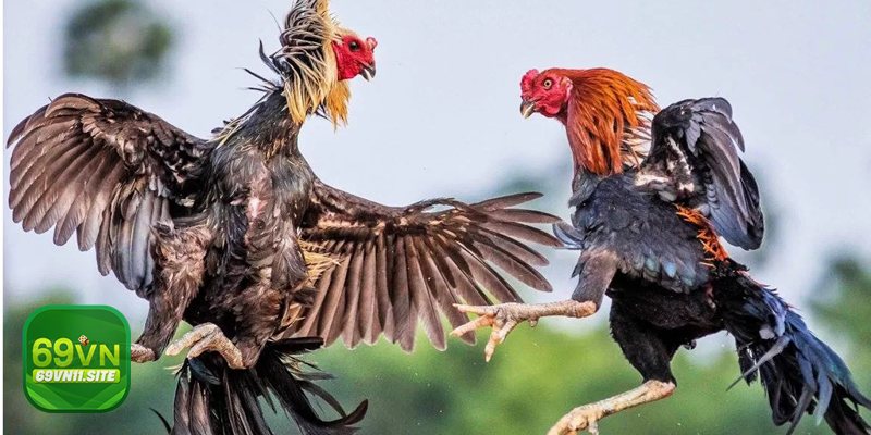Vảy gà vấn cán - Dấu hiệu cơ bản khi soi chân