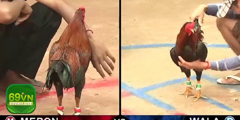 Vảy gà thần kê - Hình – sắc – gờ – kết cấu