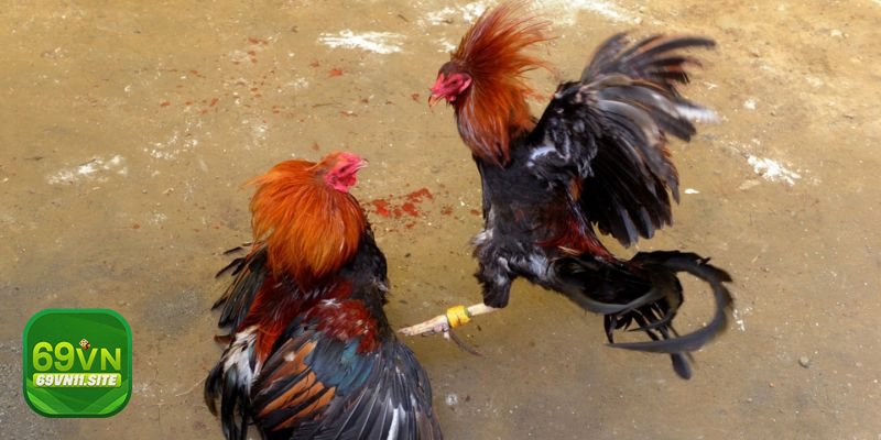Đá gà Philippines - 4) Ghi chép và học lại