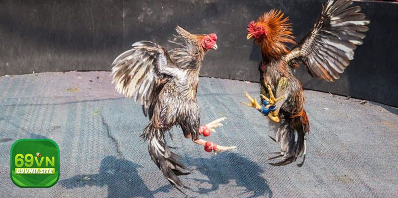 Đá gà 69vn11 là sân chơi của sư kê thời đại số